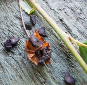 معرفی و راهنمای پرورش سبزی جات برگی - یونجه ایرلندی